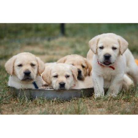 Labrador Retriever Breeder in Jefferson, Maryland