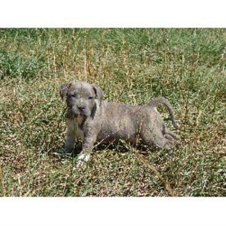 American Staffordshire Terrier breeder in Atlanta Georgia