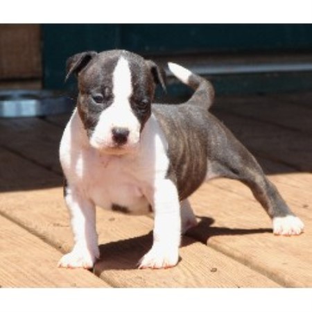 http://www.freedoglistings.com/pics/puppies-breeders-rescue/013826_G4X_HALEY.jpg
