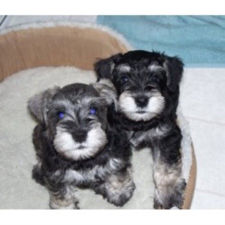 miniature schnauzer puppies for sale in va miniature schnauzer breeders in utah breeds picture miniature schnauzer puppies for sale in va miniature schnauzer breeders in utah breeds picture