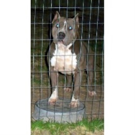 American Pit Bull Terrier Breeder in Lufkin, Texas