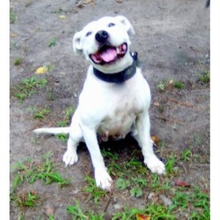 APBT breeder in Texas picture 2