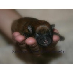 Pomeranian Breeder in Wesson, Mississippi