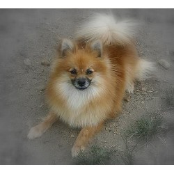 Pomeranian breeder in Mississippi picture 2