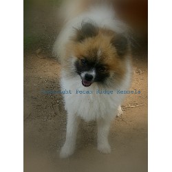 Pomeranian breeder in Wesson Mississippi