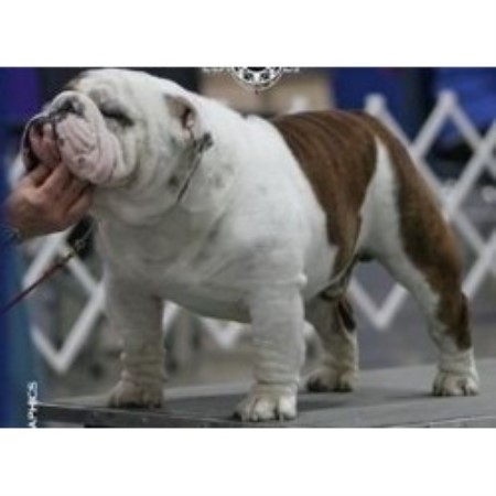 English Bulldog Breeder in Houston, Texas