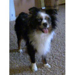 Miniature Australian Shepherd Breeder in Mcloud, Oklahoma