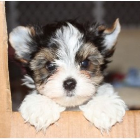 yorkie breeders in ca biewer s lodge terrier breeder in escondido california 92027 yorkie breeders in ca biewer s lodge terrier breeder in escondido california 92027
