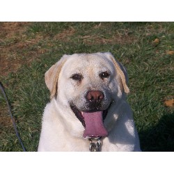 Labrador Retriever Stud in Hodgenville, Kentucky