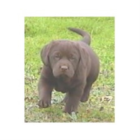 Labrador Retriever breeder in Valley Springs California