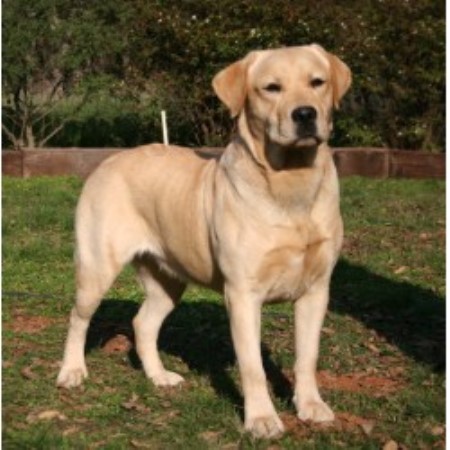 Lab breeder in California picture 2
