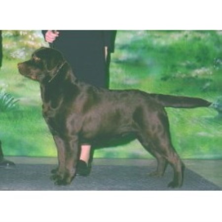 Lab in California