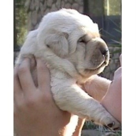 Labrador Retriever Breeder in Valley Springs, California