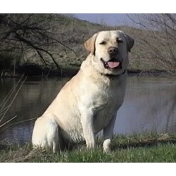 Labrador Retriever Stud in Valley Springs, California