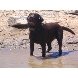 Labrador Retriever Stud in Valley Springs, California