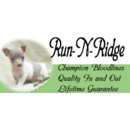 Rat Terrier Breeder in Texarkana, Arkansas