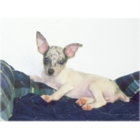 Rat Terrier in Arkansas