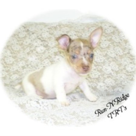 Rat Terrier breeder in Arkansas picture 2