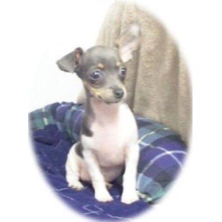Rat Terrier in Arkansas picture 2