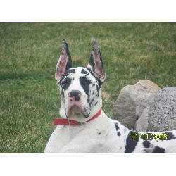 Great Dane Stud in Elwood, Indiana