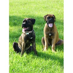 Bullmastiff Stud in Taylorsville, Kentucky