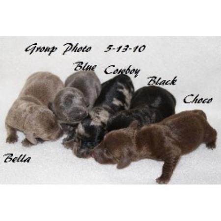 Dachshund Breeder in Hillsboro, Ohio
