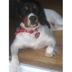 Brittany Stud in Harrisonburg, Virginia