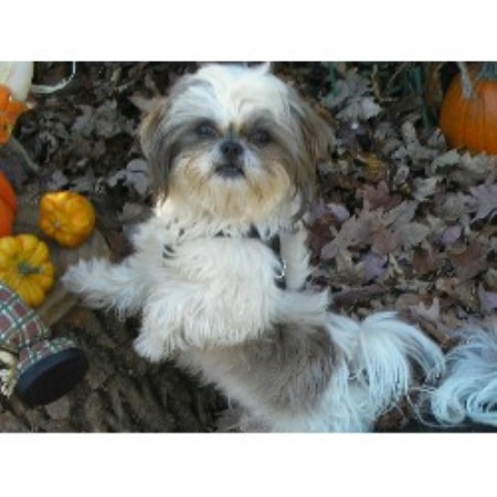 shih tzu farm shih tzu breeders in the usa and canada freedoglistings page 12 shih tzu farm shih tzu breeders in the usa and canada freedoglistings page 12