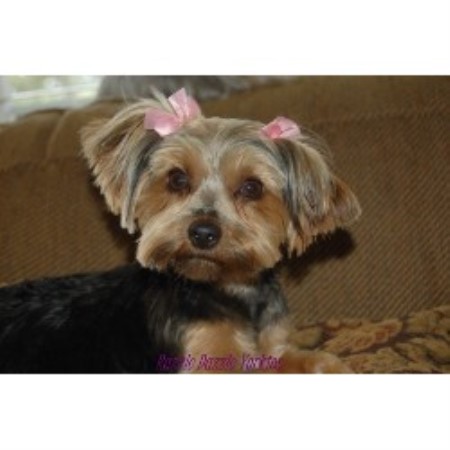 Yorkshire Terrier breeder in Carnesville Georgia