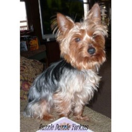 Yorkie in Georgia