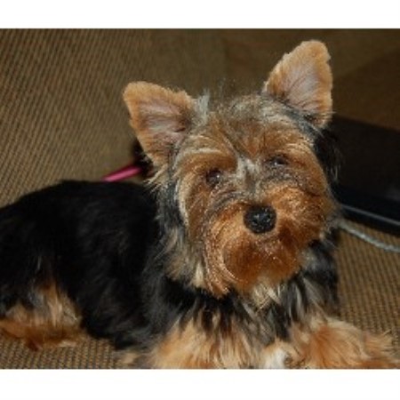 Yorkie in Georgia picture 2