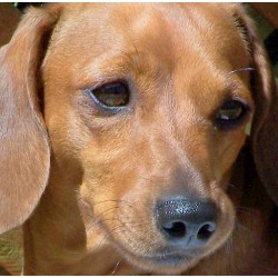 Doxie in Indiana