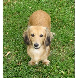 Dachshund Breeder in Indianapolis, Indiana