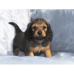 Doxie breeder in Indiana picture 2