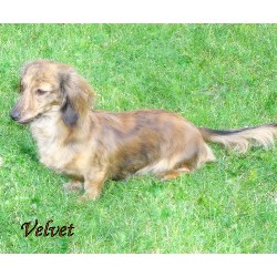 Doxie in Indiana picture 2