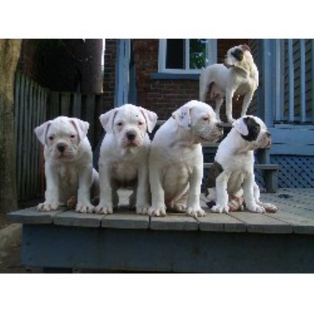 American Bulldog breeder in Ontario picture 2