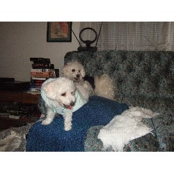 Bichon Frise Stud in Virginia