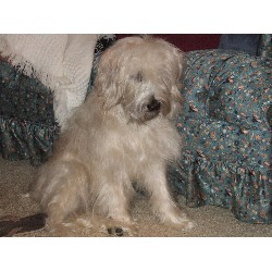 Soft Coated Wheaten Terrier in Virginia