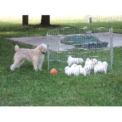Soft Coated Wheaten Terrier breeder in Virginia picture 2