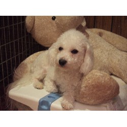 Soft Coated Wheaten Terrier in Virginia picture 2