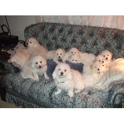 Soft Coated Wheaten Terrier breeder in Forest Virginia