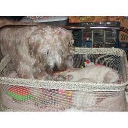 Soft Coated Wheaten Terrier breeder in Virginia