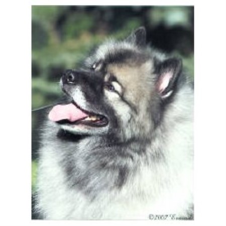 Keeshond Breeder in Howell, Michigan