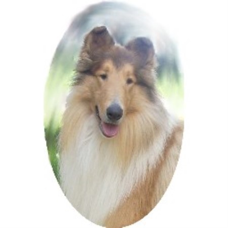 Collie Breeder in Merrill, Wisconsin