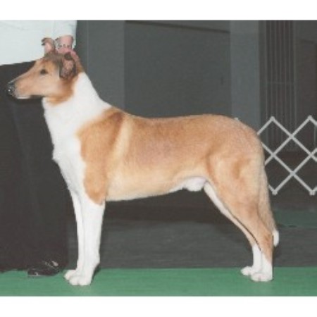 Collie breeder in Merrill Wisconsin