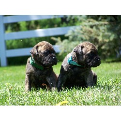 Bullmastiff Breeder in Denison, Iowa