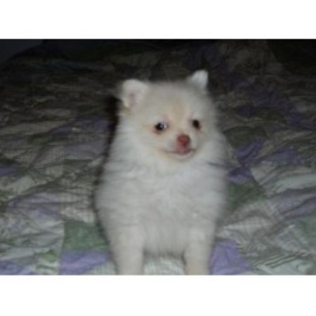 pomeranian puppies pittsburgh eastern pittsburgh pomeranians pomeranian breeder in monroeville pennsylvania pomeranian puppies pittsburgh eastern pittsburgh pomeranians pomeranian breeder in monroeville pennsylvania