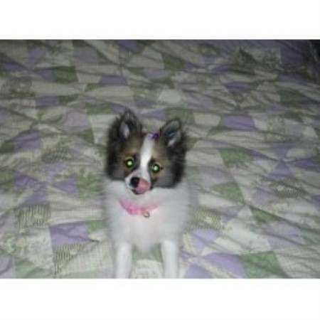 pennsylvania pomeranian breeders eastern pittsburgh pomeranians pomeranian breeder in monroeville pennsylvania pennsylvania pomeranian breeders eastern pittsburgh pomeranians pomeranian breeder in monroeville pennsylvania