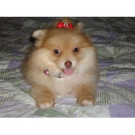 pennsylvania pomeranian breeders eastern pittsburgh pomeranians pomeranian breeder in monroeville pennsylvania pennsylvania pomeranian breeders eastern pittsburgh pomeranians pomeranian breeder in monroeville pennsylvania