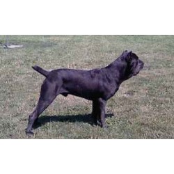 Cane Corso Stud in Grove City, Ohio